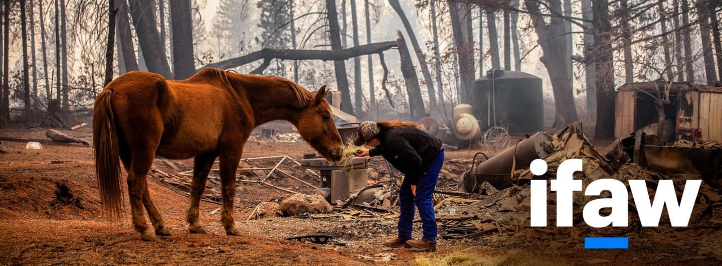 International Fund for Animal Welfare