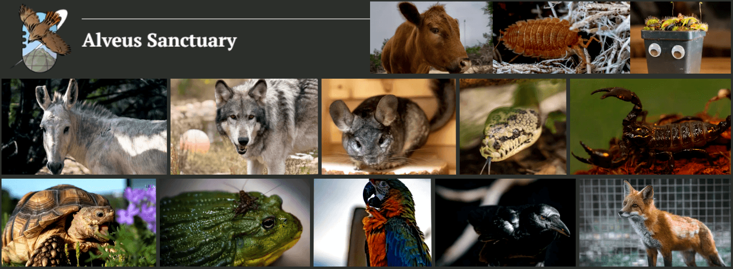 Alveus Sanctuary